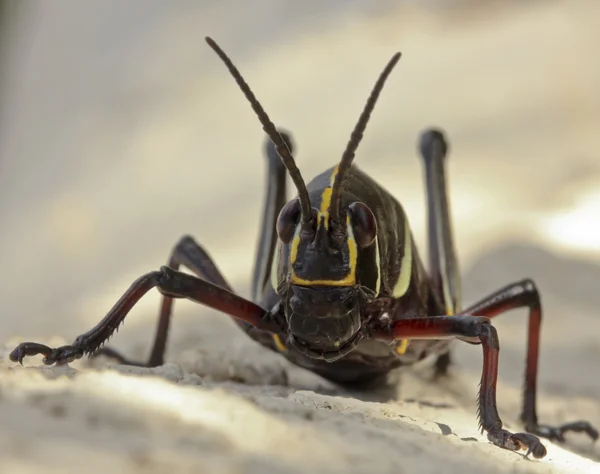 En närbild av en gräshoppa — Stockfoto