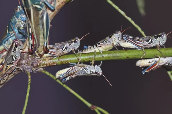 A View of Grasshoppers on a Branch — Stock Photo, Image