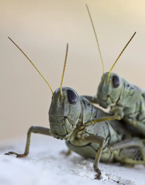 En närbild av gräshoppor ridning piggyback — Stockfoto