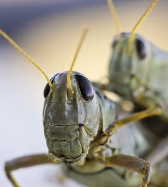 En närbild av gräshoppor ridning piggyback — Stockfoto