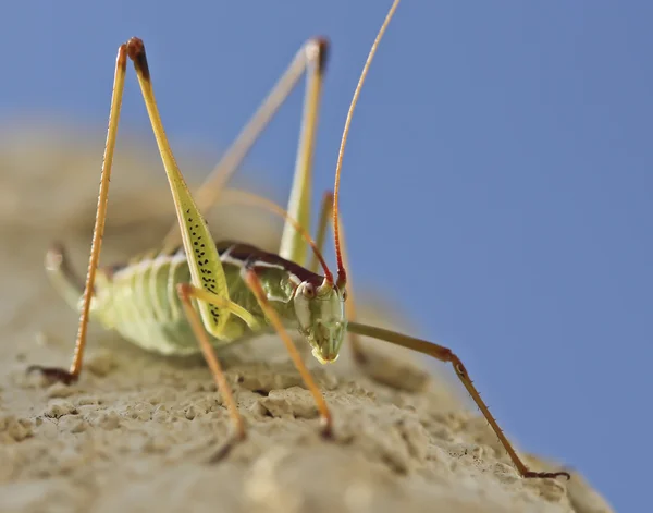 A Close Up View of a Katydid — Stock Photo, Image