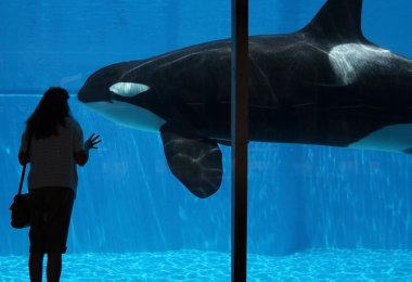 A Woman Watches an Orca Through Glass clipart