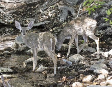 bir çift bir dere fawns içecek