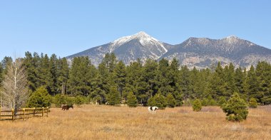 A Pair of Horses at the Base of the San Francisco Peaks clipart