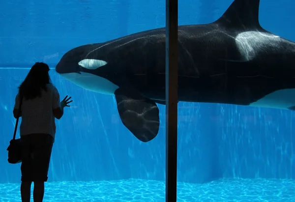 Una mujer mira una Orca a través del vidrio — Foto de Stock
