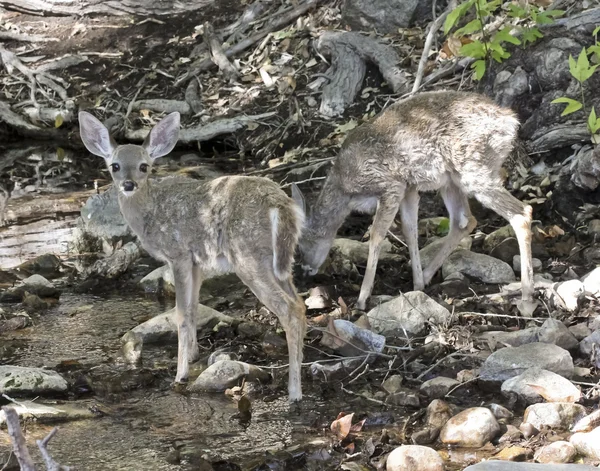 Пара Fawns Drink from a Creek — стоковое фото