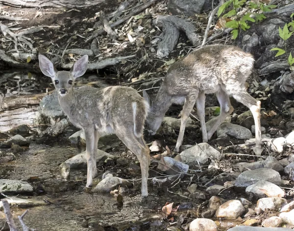 stock image A Pair of Fawns Drink from a Creek