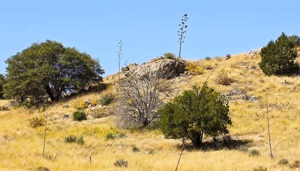 stock image A Lovely Hillside in the High Desert