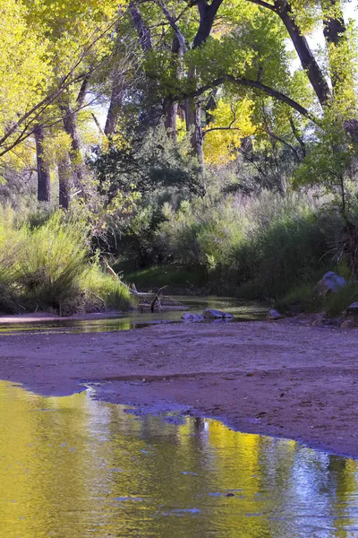 stock image An Evening of Golden San Pedro River Relfections