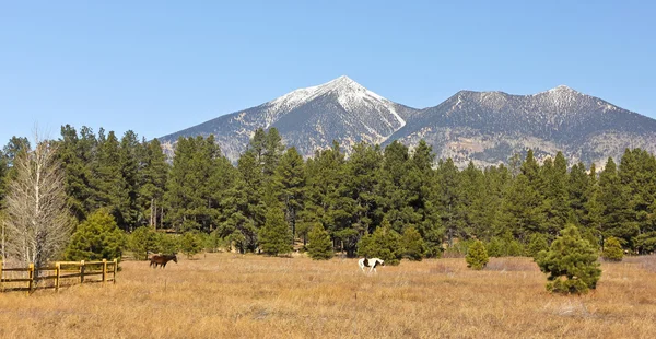 A Pair of Horses at the Base of the San Francisco Peaks — Stock Photo, Image