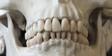 yakın bir yukarı bir insan kafatası çene ve dişleri