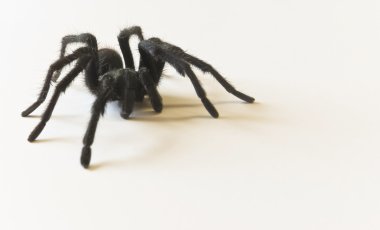 Kosta Rika da çöl, tarantula