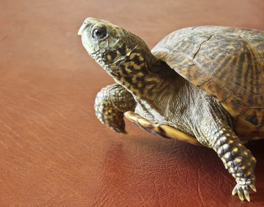 A Close Up of a Western Box Turtle clipart