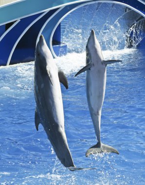 A Bottlenosed Dolphin Pair in an Oceanarium Show clipart