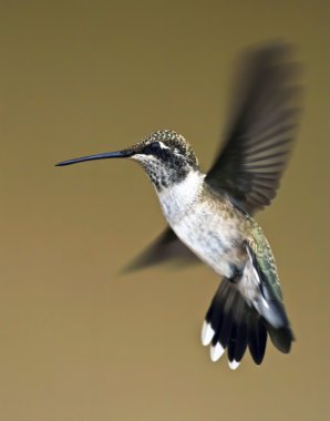 A Female Blue-throated Hummingbird in Flight clipart