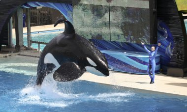 A Killer Whale and Trainer Perform in an Oceanarium Show clipart