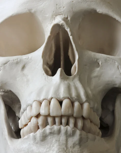 Un primer plano de un cráneo humano — Foto de Stock