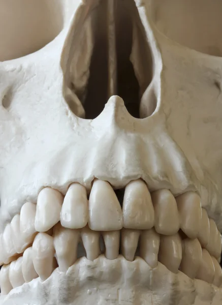 인간 두개골의 근접 사진 — 스톡 사진