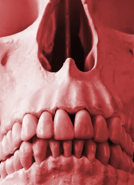 가까운 빨간색에서 인간의 두개골의 — 스톡 사진