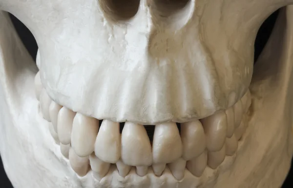 Gros plan sur le sourire d'un crâne humain — Photo