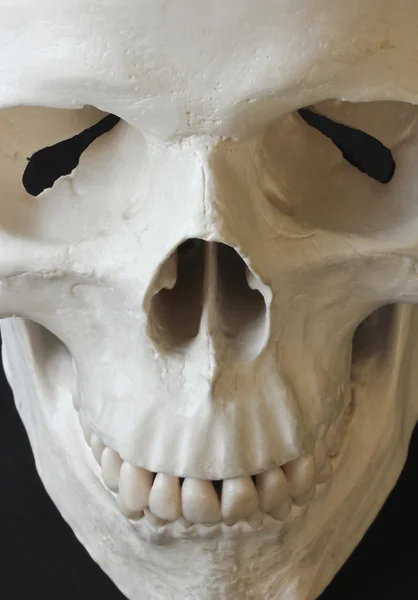 骷髅的近似于人类的头骨 — 图库照片