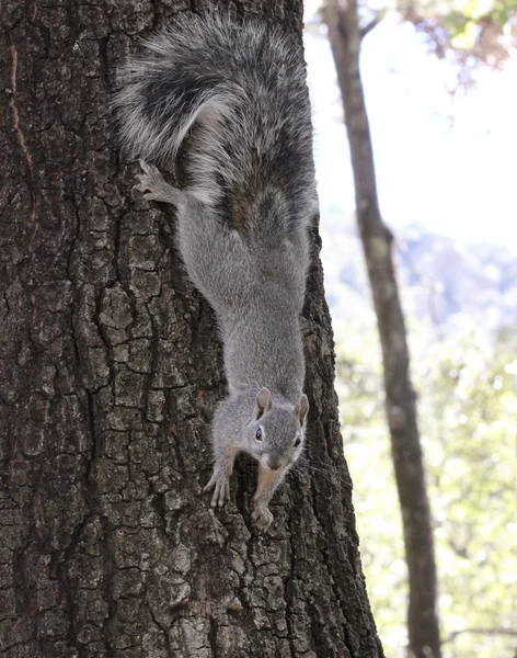 회색 다람쥐는 나무에 달라 붙는다 — 스톡 사진