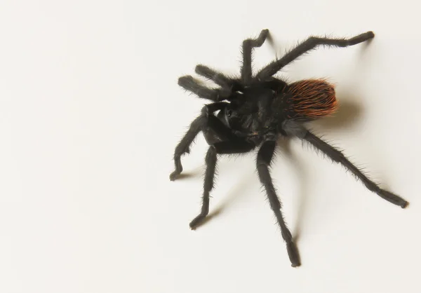 코스타리카, 사막, 독 거미 — 스톡 사진