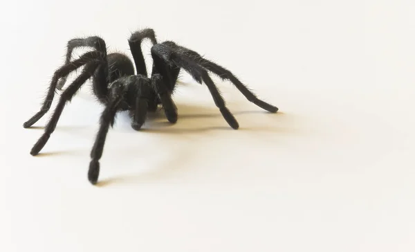 코스타리카, 사막, 독 거미 — 스톡 사진