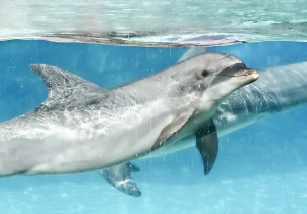 Un dauphin embouteillé dans un réservoir transparent — Photo