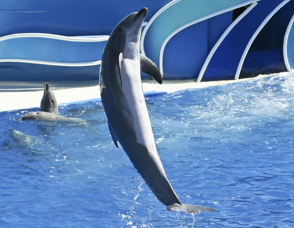 Un delfín embotellado en un espectáculo de oceanarios — Foto de Stock
