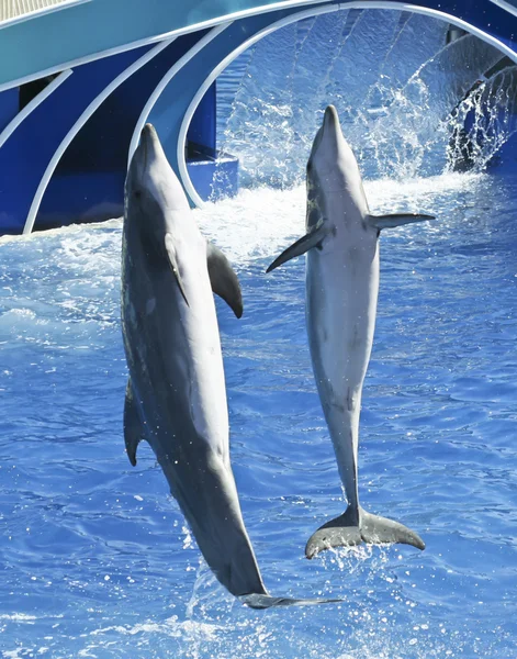 해양 수족관 쇼에서 병 돌고래 쌍 — 스톡 사진