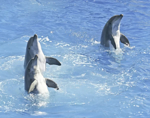 Spyhop trio divoke delfínů v modré vodě — Stock fotografie