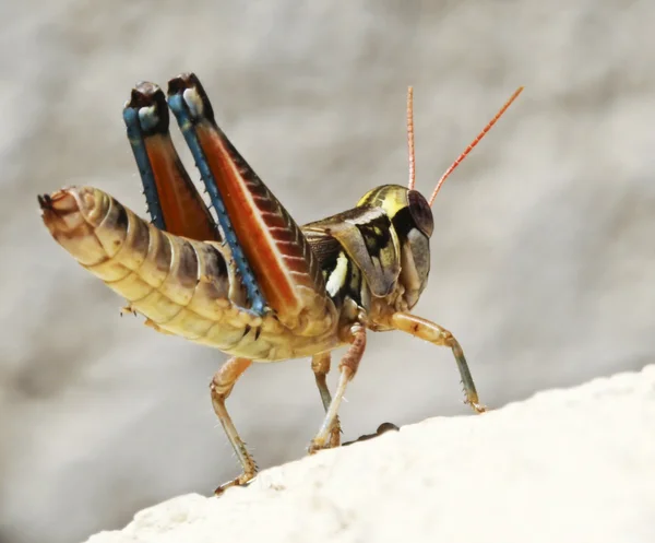En närbild av en gräshoppa — Stockfoto
