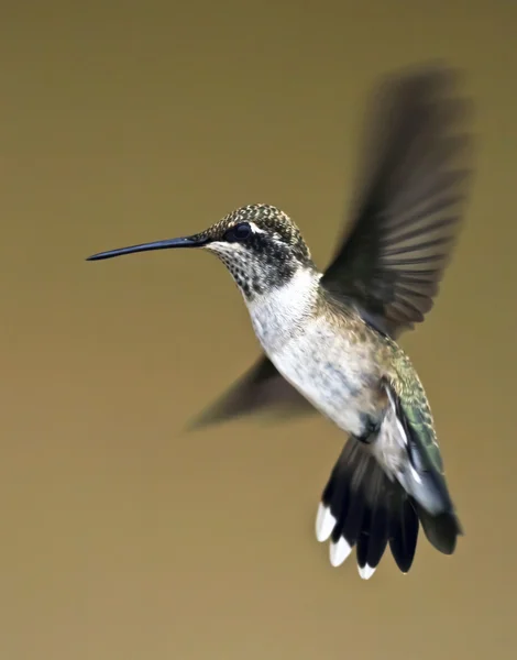 En kvinnlig blå-throated hummingbird under flygning — Stockfoto