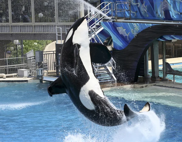 Una ballena asesina actúa en un espectáculo de oceanarios — Foto de Stock