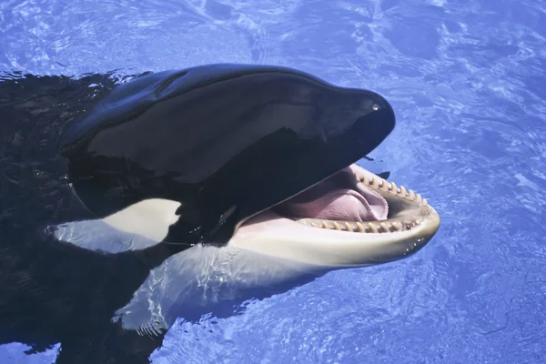 Um close up da boca de uma baleia assassina — Fotografia de Stock