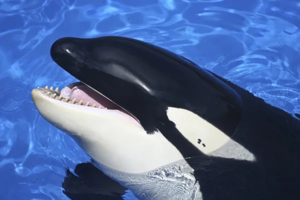 Un primer plano de la boca de una ballena asesina — Foto de Stock