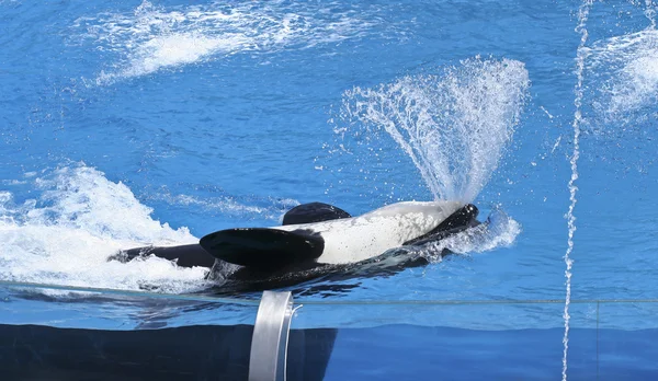 Uma baleia assassina pulveriza a água da boca — Fotografia de Stock