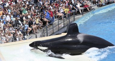 katil balina kendisi oceanarium gösterisinde plajlar