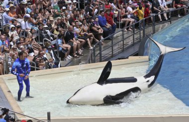 A Beached Killer Whale and Trainer Perform in an Oceanarium Show clipart