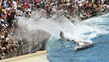 katil balina oceanarium gösterisindeki kalabalık su sıçramalarına.