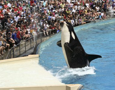 A Killer Whale Catches a Fish in an Oceanarium Show clipart