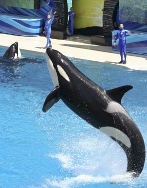A Killer Whale Performs in an Oceanarium Show clipart