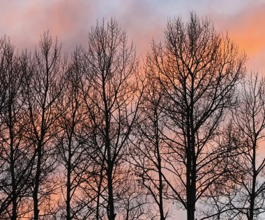 een stand van kale bomen tegen een zonsondergang in de winter