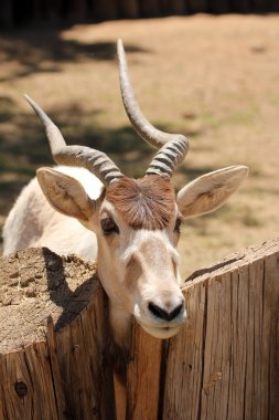 An Addax, also known as the screwhorn antelope clipart