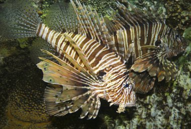 zehirli lionfish, onun sivri yüzgeçleri ile pterois