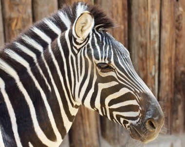 bir zebra görünümünü yakından