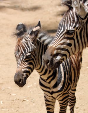 Bebek zebra annesiyle anlamına gelir.