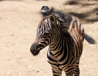 Bebek zebra Afrika çölünde anlamına gelir.