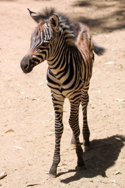 Bebek zebra sıska bacakları anlamına gelir.